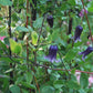 Integrifolia Rooguchi Clematis Vine