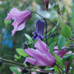 Integrifolia Rooguchi Clematis Vine
