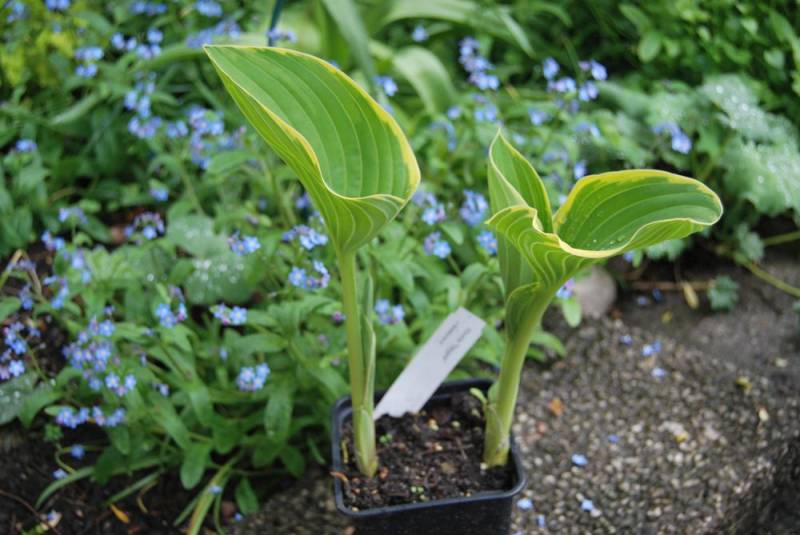 Sagae Hosta Plant