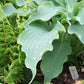 Neptune Hosta Plant