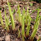 Wolverine Hosta Plant