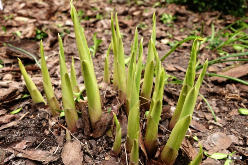 Wolverine Hosta Plant
