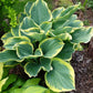 Sagae Hosta Plant