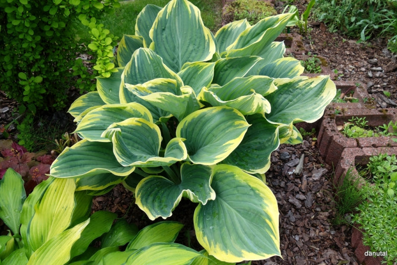Sagae Hosta Plant