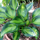 Orange Star Hosta Plant