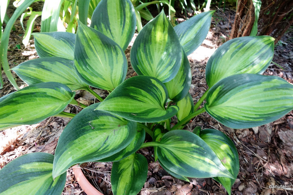 Orange Star Hosta Plant
