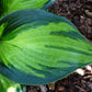 Orange Star Hosta Plant