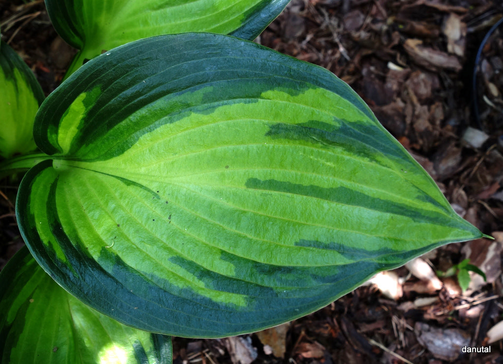 Orange Star Hosta Plant