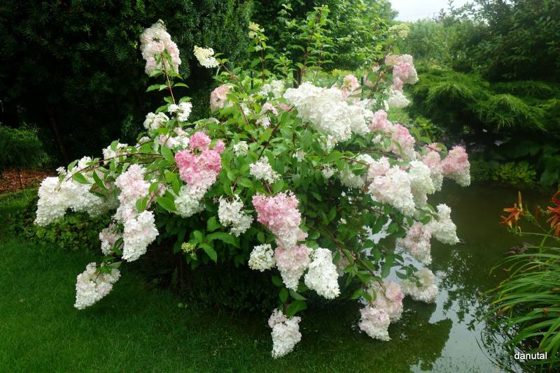 Hydrangea paniculata Renhy Vanille Fraise