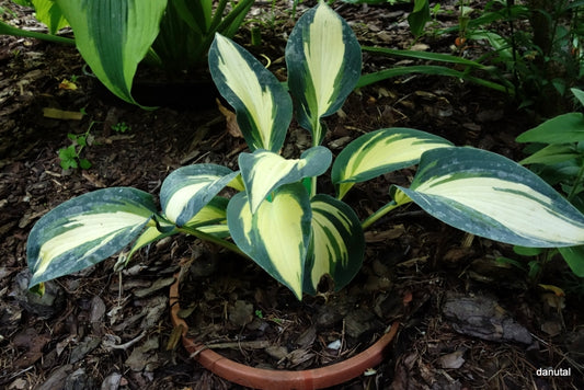 High Society Hosta Plant