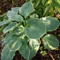 Pizzazz Hosta Plant