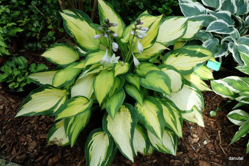 Orange Marmalade Hosta Plant
