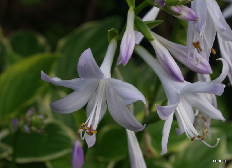 So Sweet Hosta Plant