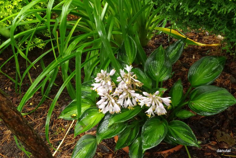 Orange Star Hosta Plant