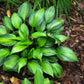 Justine Hosta Plant