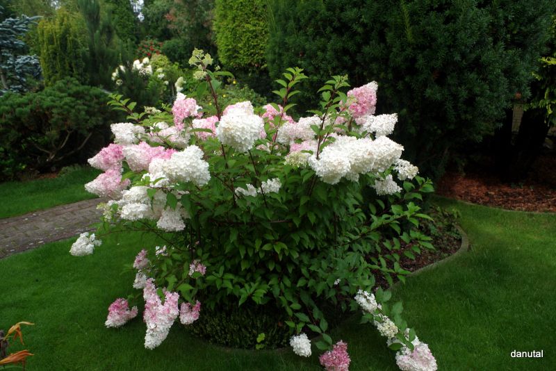 Hydrangea paniculata Renhy Vanille Fraise