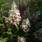 Hydrangea paniculata DVPinky Pinky Winky