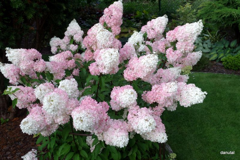 Hydrangea paniculata Renhy Vanille Fraise