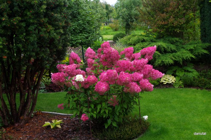 Hydrangea paniculata Renhy Vanille Fraise