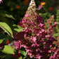 Hydrangea paniculata DVPinky Pinky Winky