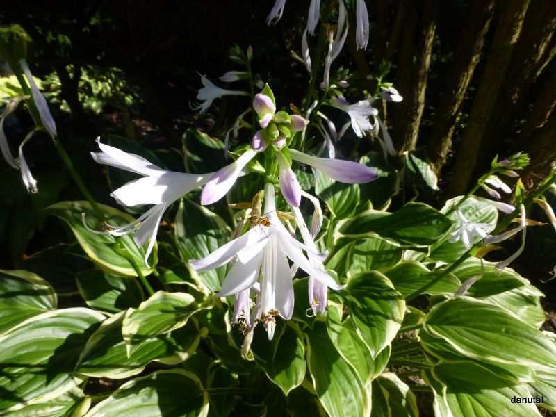 So Sweet Hosta Plant