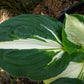 Vulcan Hosta Plant