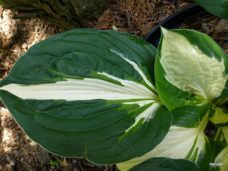 Vulcan Hosta Plant