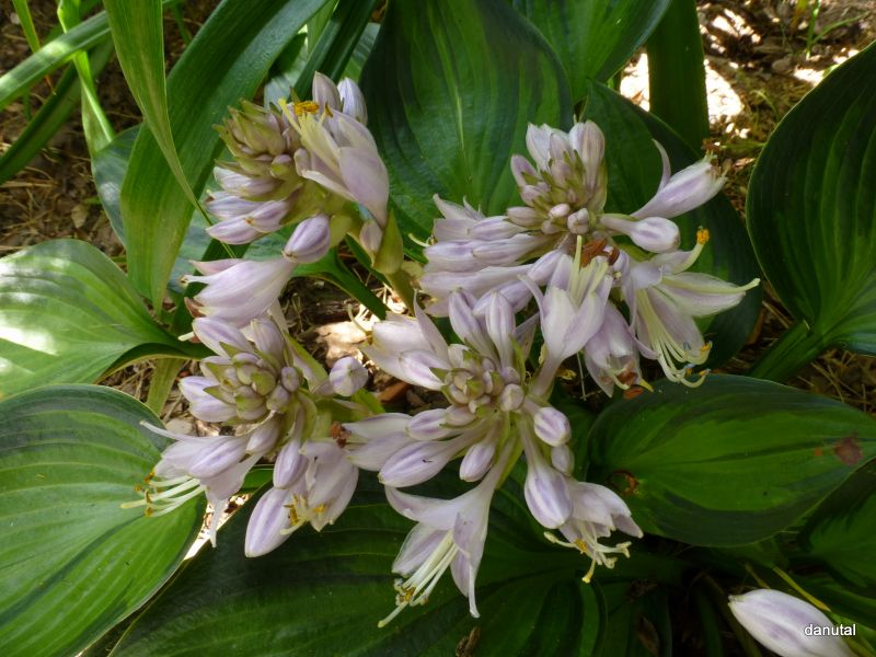 Orange Star Hosta Plant