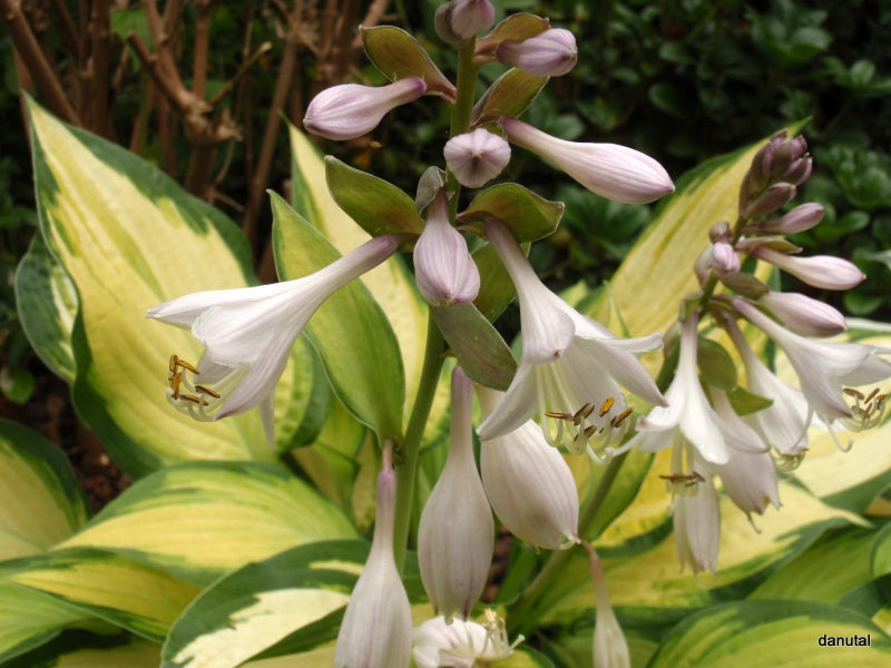 Orange Marmalade Hosta Plant