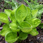 Rainforest Sunrise Hosta Plant