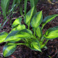 Orange Star Hosta Plant
