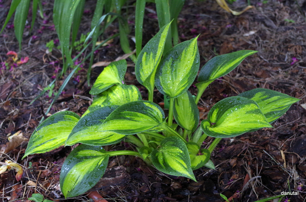 Orange Star Hosta Plant