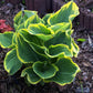 Sagae Hosta Plant