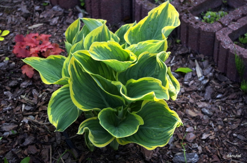 Sagae Hosta Plant
