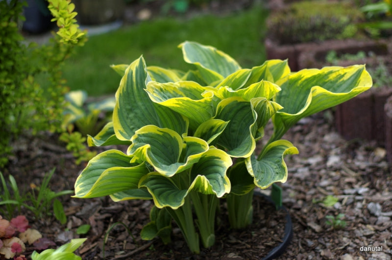 Sagae Hosta Plant