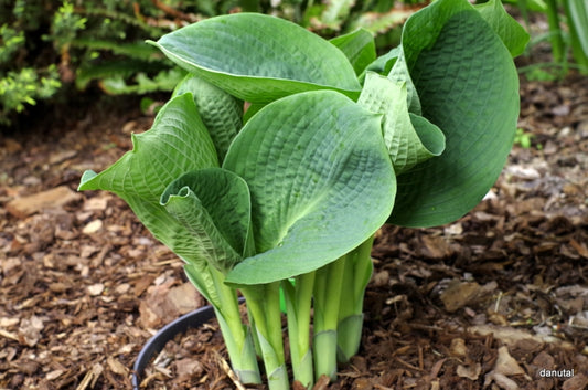 Gray Cole Hosta Plant