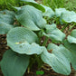 Gray Cole Hosta Plant