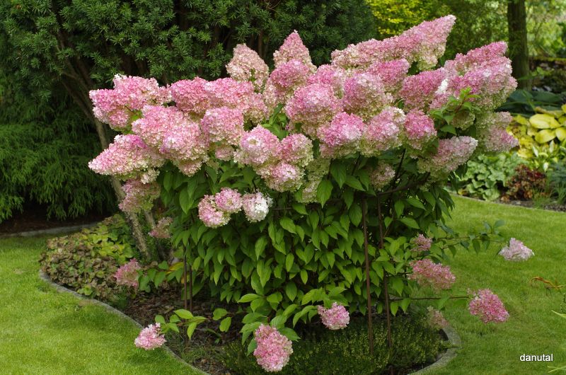 Hydrangea paniculata Renhy Vanille Fraise