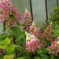 Hydrangea paniculata DVPinky Pinky Winky