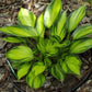 Justine Hosta Plant