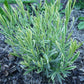 Lavandula angustifolia Platinum Blonde