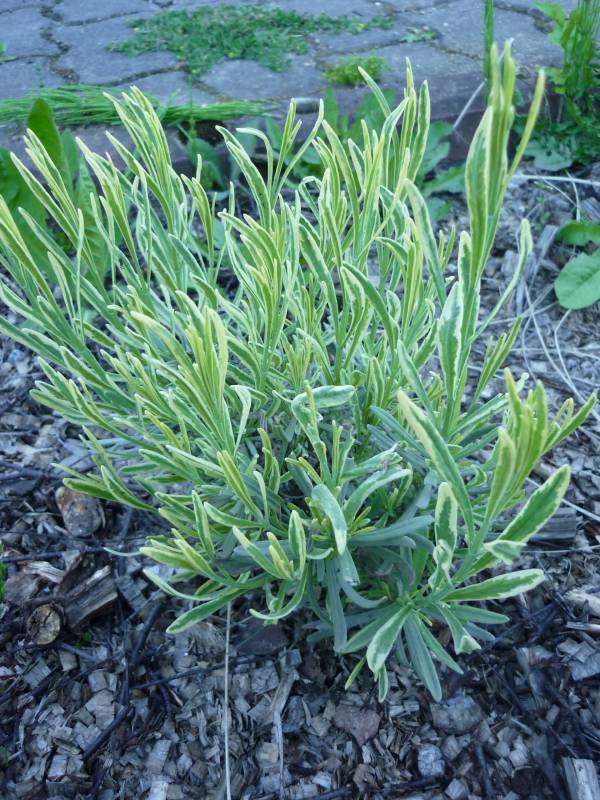 Lavandula angustifolia Platinum Blonde