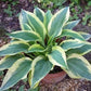 Wolverine Hosta Plant