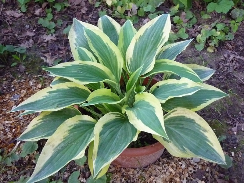 Wolverine Hosta Plant