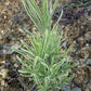 Lavandula angustifolia Platinum Blonde