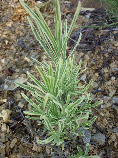 Lavandula angustifolia Platinum Blonde
