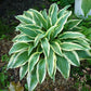 Wolverine Hosta Plant