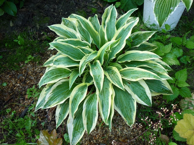 Wolverine Hosta Plant