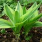 Wolverine Hosta Plant