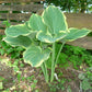 Sagae Hosta Plant